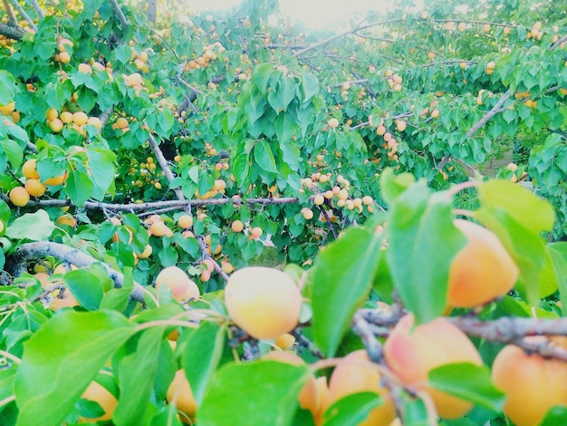 Fruits growing on tree