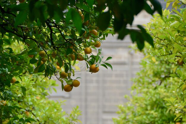 Photo fruits growing on tree