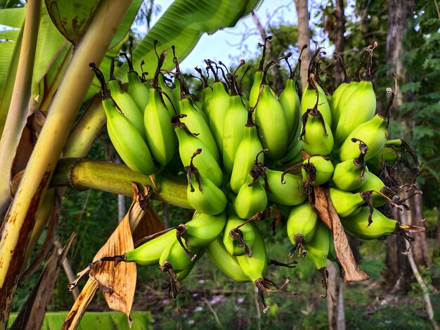 Fruits growing on tree