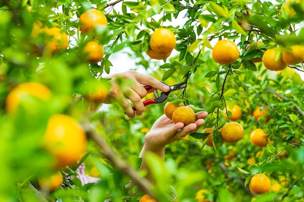 Foto frutti che crescono sugli alberi