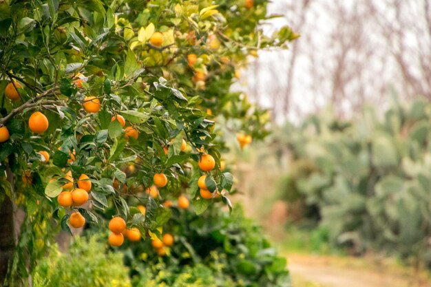 Photo fruits growing on tree