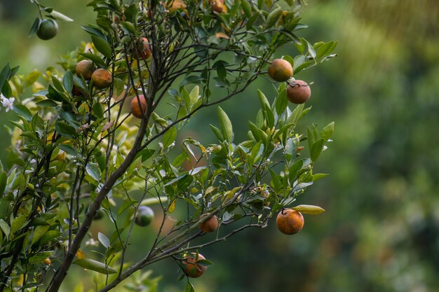 Fruits growing on tree