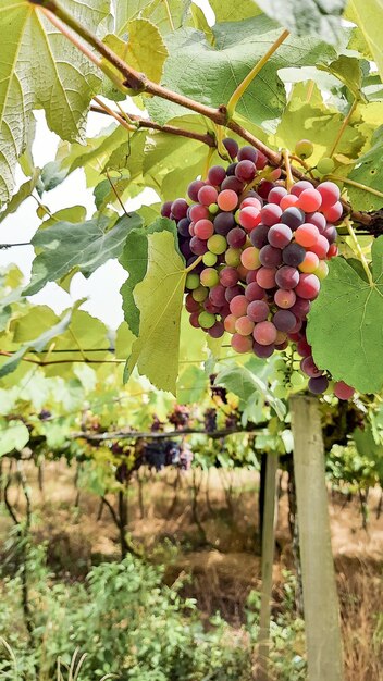 Fruits growing in vineyard