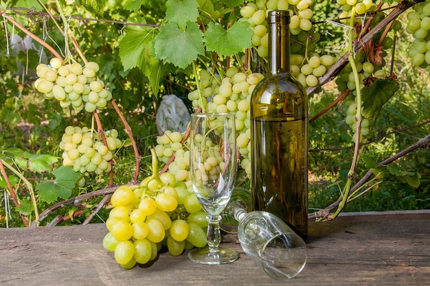 Fruits growing in vineyard