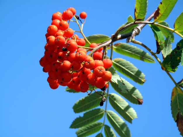 Плоды рябины охотничьей (Sorbus aucuparia) с голубым небом