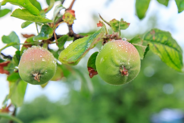 Fruits of immature apples on the branch of tree with leaves affected by fungal disease.