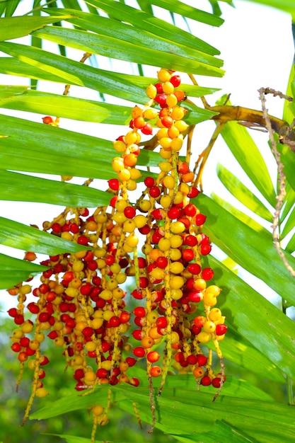 Photo fruits of palm on the tree