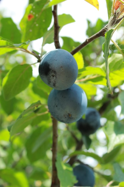 Fruits of plum on the tree