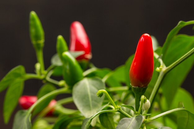 Photo fruits of red capsicum close up.