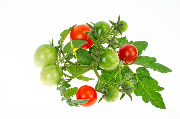 Fruits of red and green unripe cherry tomatoes on white background. 