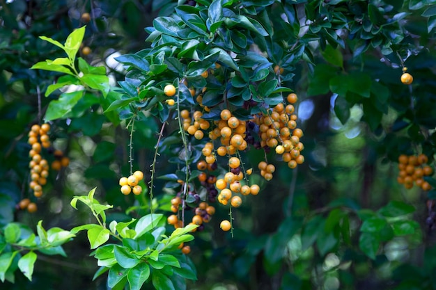 하늘꽃 Duranta erecta의 열매