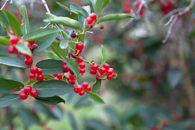 Fruits of the Tatarian honeysuckle