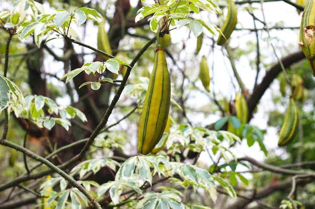 Fruits of variegated cotton tree