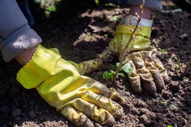 Fruitspruiten planten door boer in tuinbed van landhuis Tuinseizoenswerkconcept