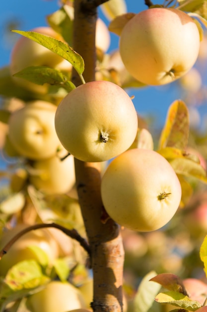 Fruittuinieren Fruitbomen groeien in appeltuin Fruitboomgaardbomen Appelfruit oogsten