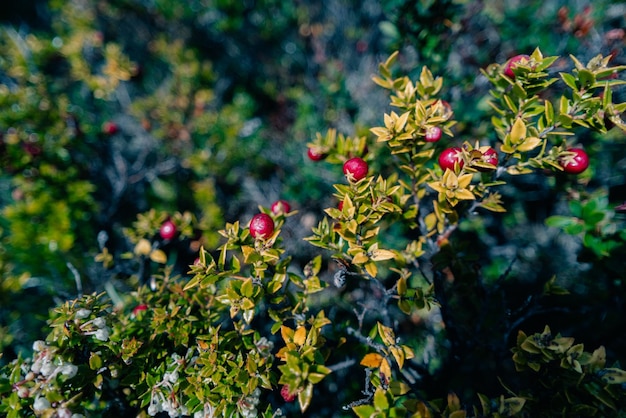 Photo frutos rojos encontrados en ushuaia calafate berry in patagonia argentina