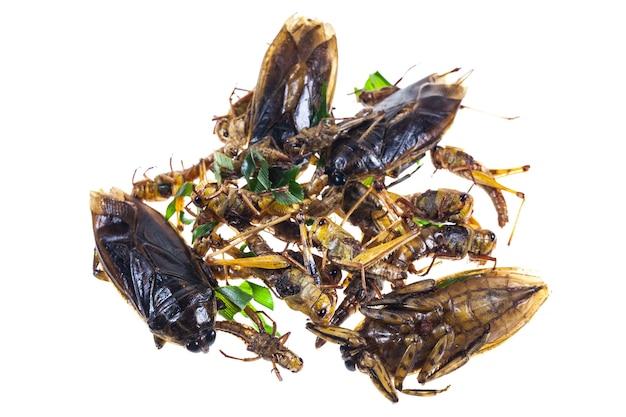 Friggere la cavalletta, spuntino tailandese del protettore dell'acqua su fondo bianco.