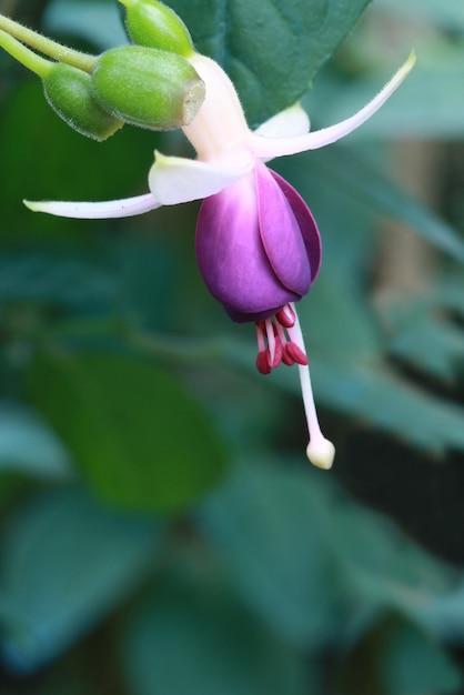 Fuchsia bloemen