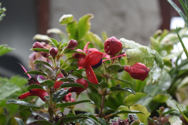 写真 フクシアの花赤フクシア