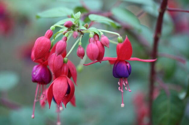 Fuchsia flowers in close up