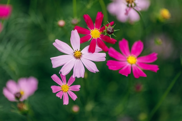 フクシアの花コスモスbipinnatus