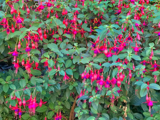 Fuchsia flowers among the green leaves natural background