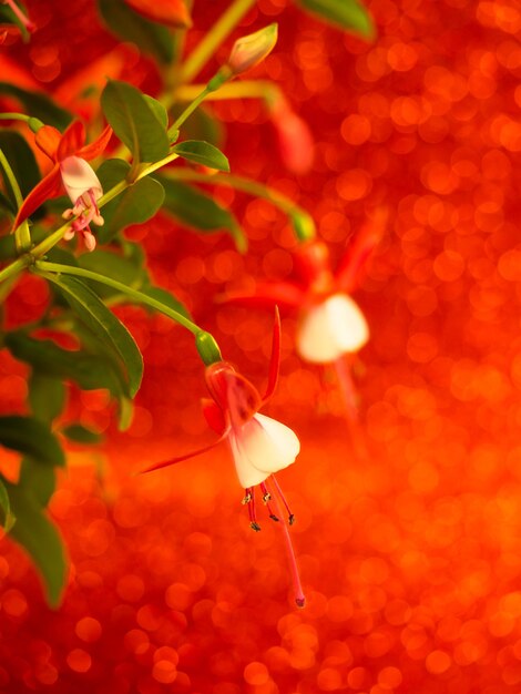 赤い焦点ぼけライトのフクシアの花