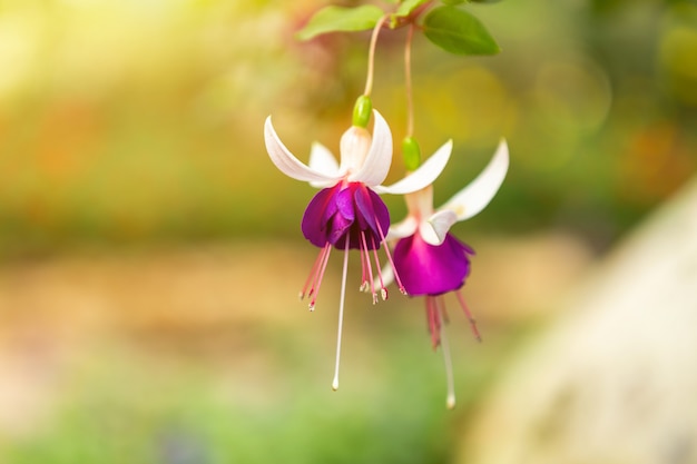 Fuchsia flowers in a summer park in a spring garden.