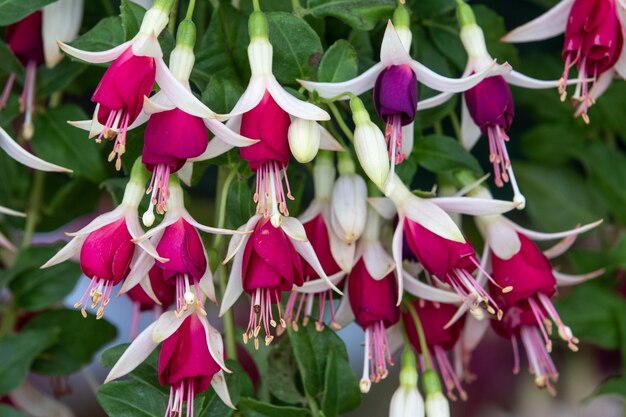 Fuchsia Hermiena