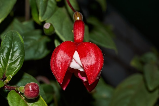 Fuchsia lat Fuchsia bloeit in de tuin van een landhuis