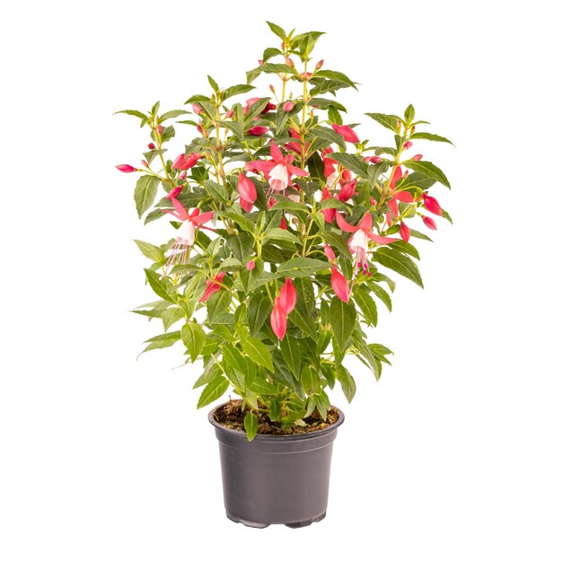 Fuchsia magellanica wit roze bloem