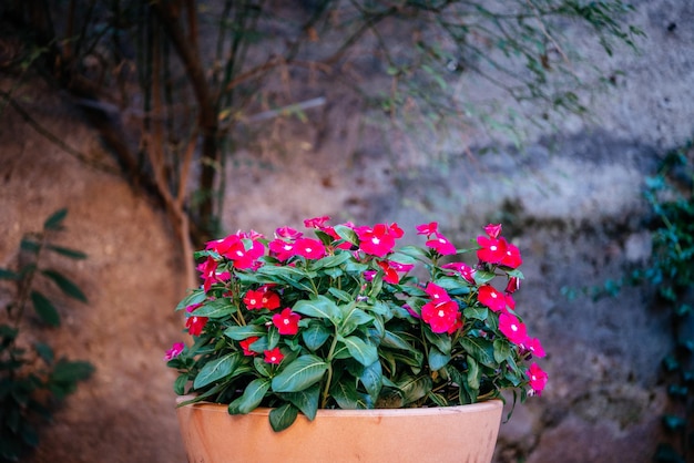 Fuchsia pink four oclock flower or mirabilis jalapa in the garden