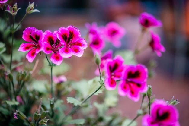 夏の花壇のフクシア ピンク ミニ ペチュニア花カリブラコア ミリオン ベルまたは末尾のミニ ペット