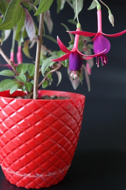 Photo fuchsia in a red pot on a black background