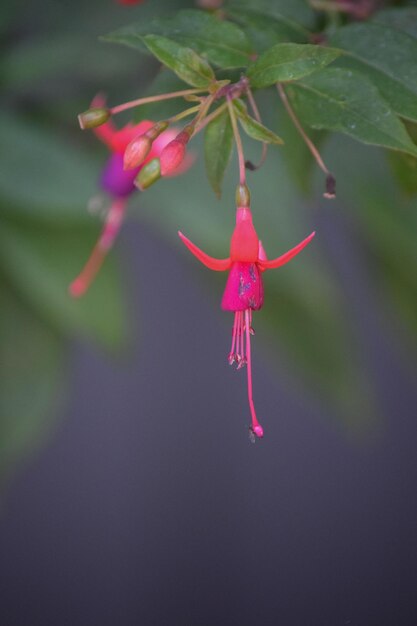 Photo fuchsia and violet flowers of a quiver fuchsia magellanica