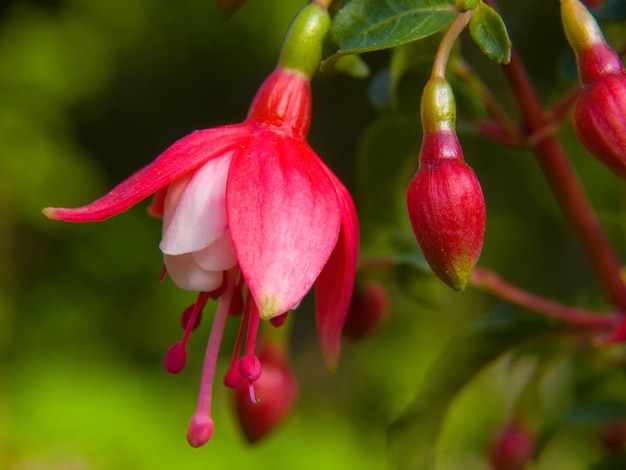 Fuchsiafushia