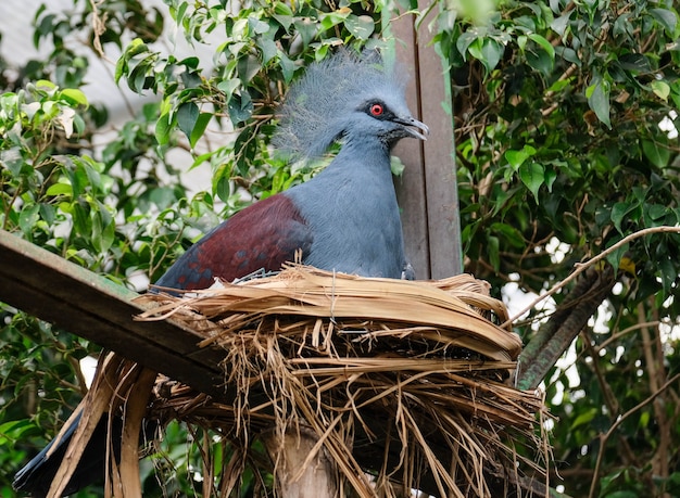 FUENGIROLA, ANDALUCIA/SPAIN - JULY 4 : Southern Crowned Pigeon (Goura scheepmakeri sclateri) at the Bioparc Fuengirola Costa del Sol Spain on July 4, 2017