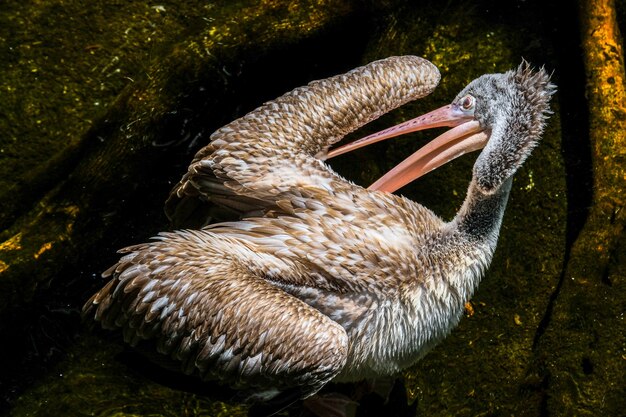 Фото Фуэнджирола, андалусия / испания - 4 июля: пятнистый пеликан (pelecanus philippensis) в биопарке фуэнхирола коста-дель-соль, испания, 4 июля 2017 г.