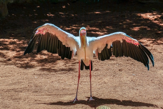 푸엔히롤라, 안달루시아/스페인 - 7월 4일: 2017년 7월 4일 푸엔히롤라 코스타 델 솔 스페인 바이오파크에서 황새 황새(Mycteria ibis)