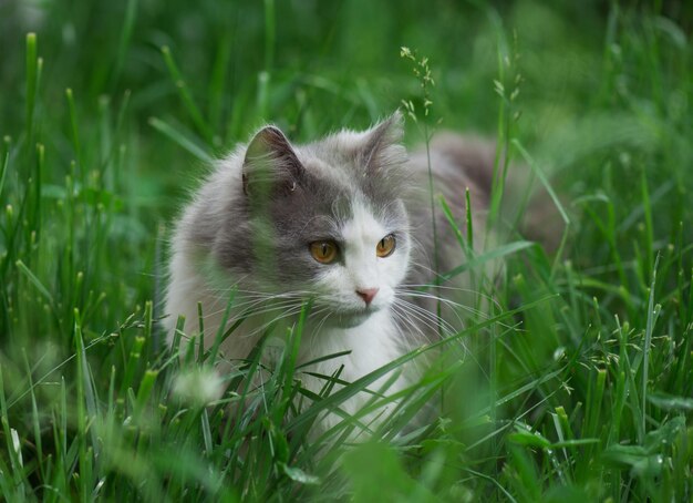 Fuffy gray and white cat sitting among the bushes