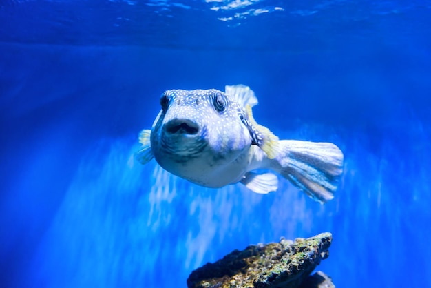 Fugu kogelvis kogelvis vis Arothron Hispidus in aquarium als natuur onderwater zeeleven achtergrond