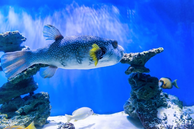 Fugu kogelvis kogelvis vis Arothron Hispidus in aquarium als natuur onderwater zeeleven achtergrond