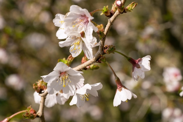 Fuji cherry kojou-no-mai prunus incisa close up of the flower head