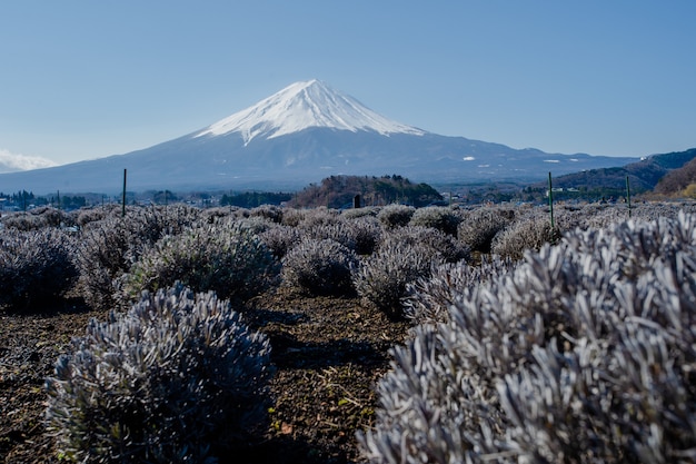 Fuji mount en paarse bloem