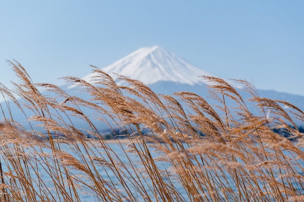 花の景色と富士山