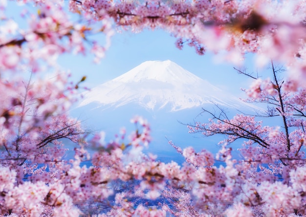 Fuji mountain landscape. Travel and sightseeing in Japan on holiday. Sakura flower in spring and summer.