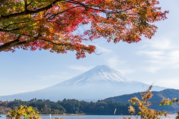 富士山とカエデの木