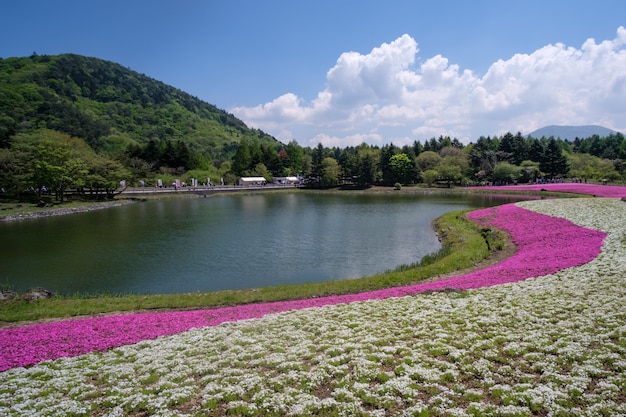 Foto fuji-shibazakura of roze mosfestival in de prefectuur yaminashi