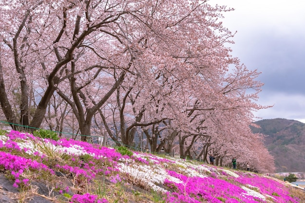 Fujikawaguchiko Cherry Blossoms Festival View of full bloom pink cherry trees at Lake Kawaguchi