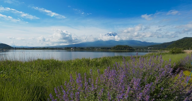 Fujisan and Lavender field in Kawaguchiko in Japan